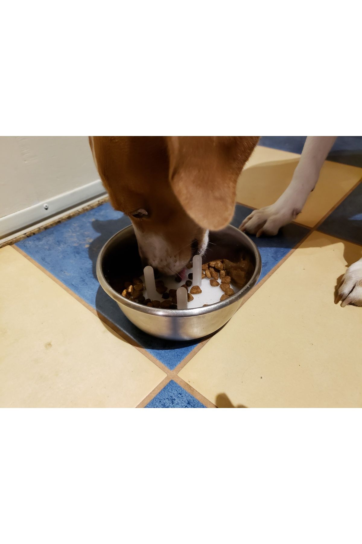 talaşoğlu Köpek Kasesi Ekleme