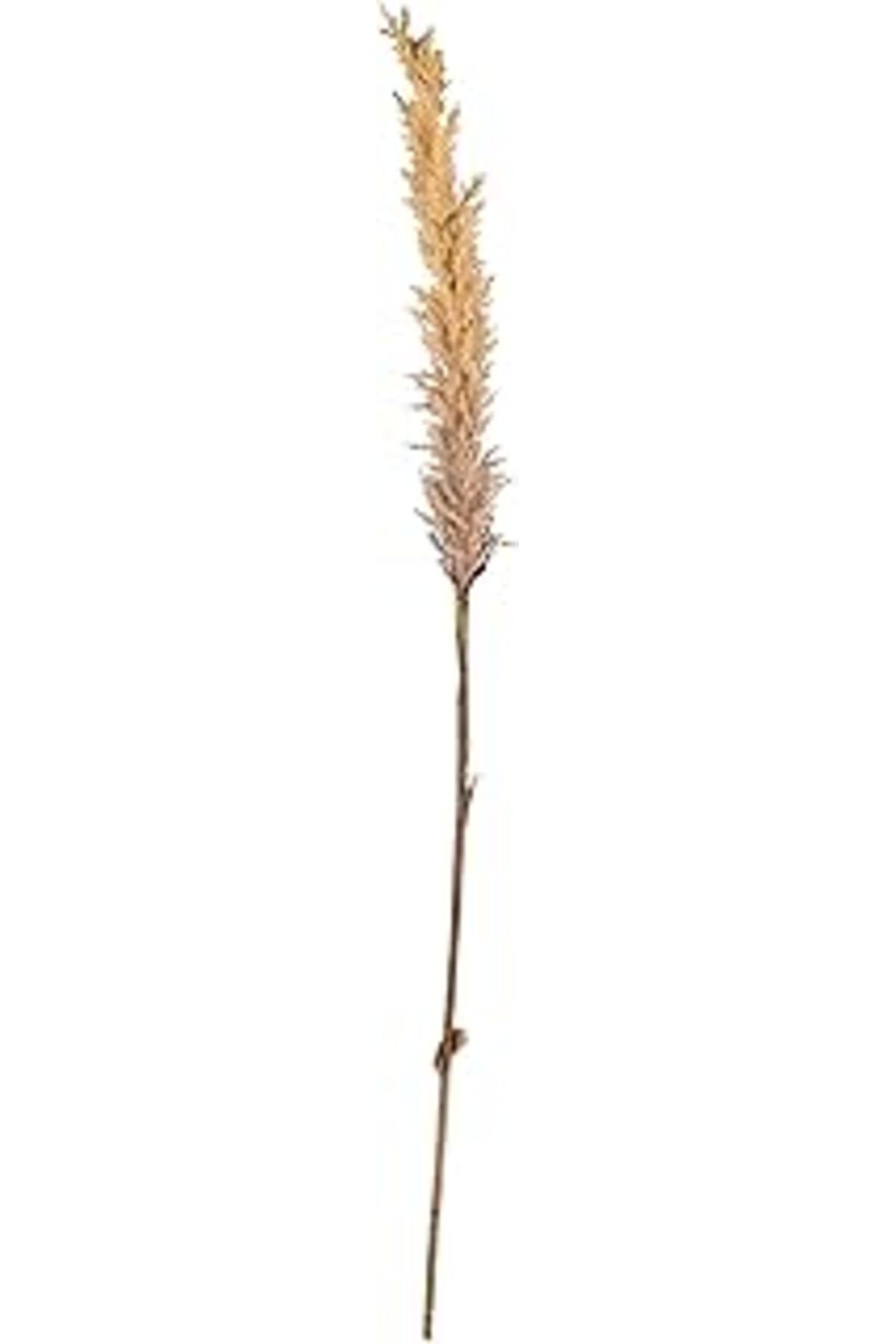 ASİTAN Villa Collection Kvist Grasses Light Decor 100 Cm Doğal