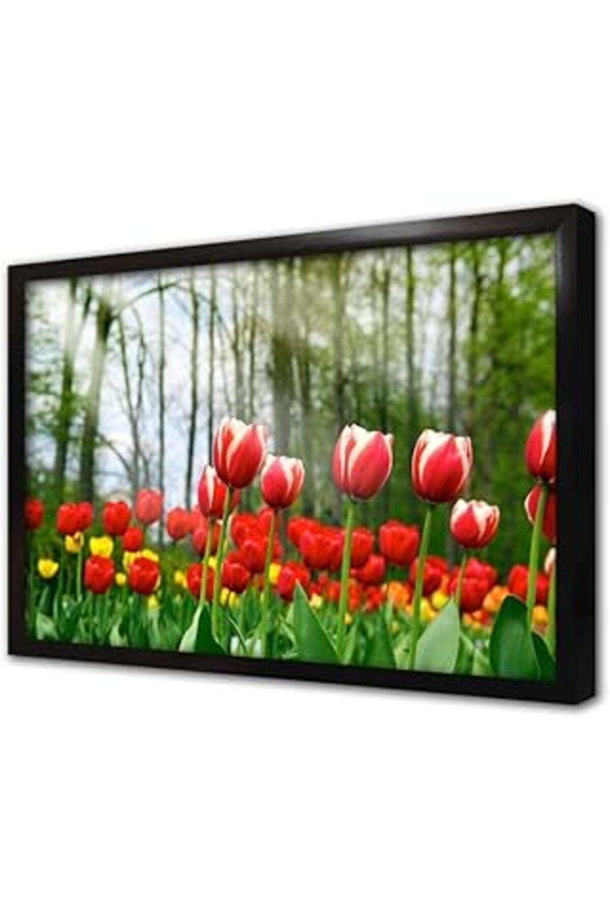 Mu Art Ahşap Sarı Kırmızı Laleler Çerçeveli Cam Tablo 30X40 Cm Ca03357