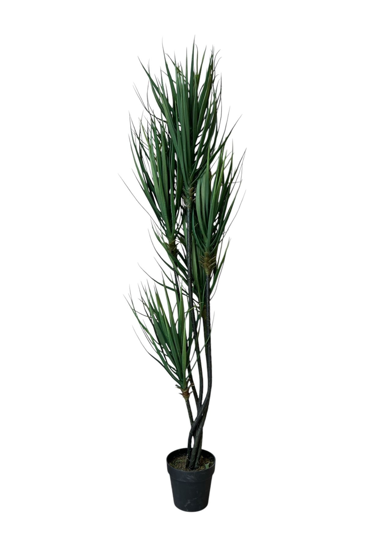 Generic-Artificial Yucca Tree 5F 1.7m 1