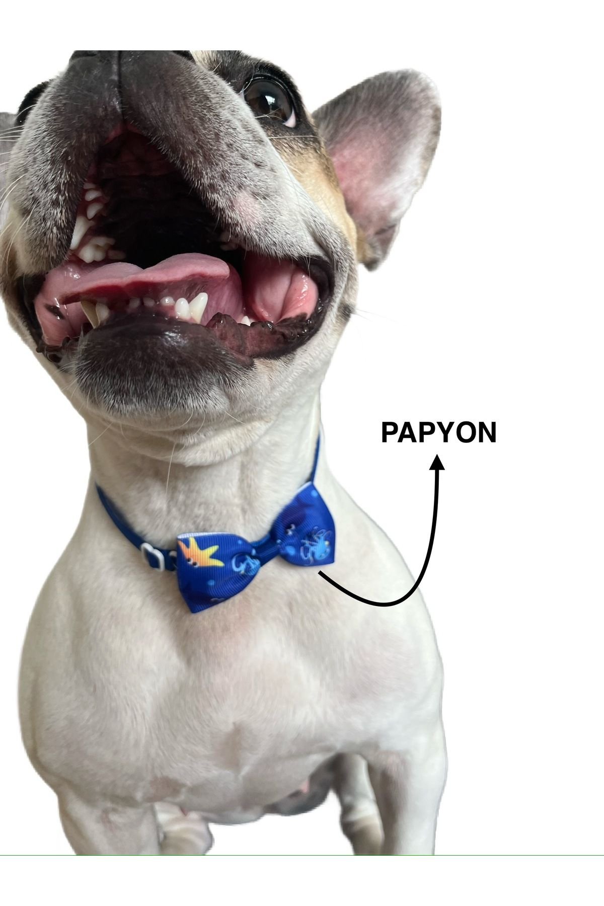 Theayci Köpek papyonu