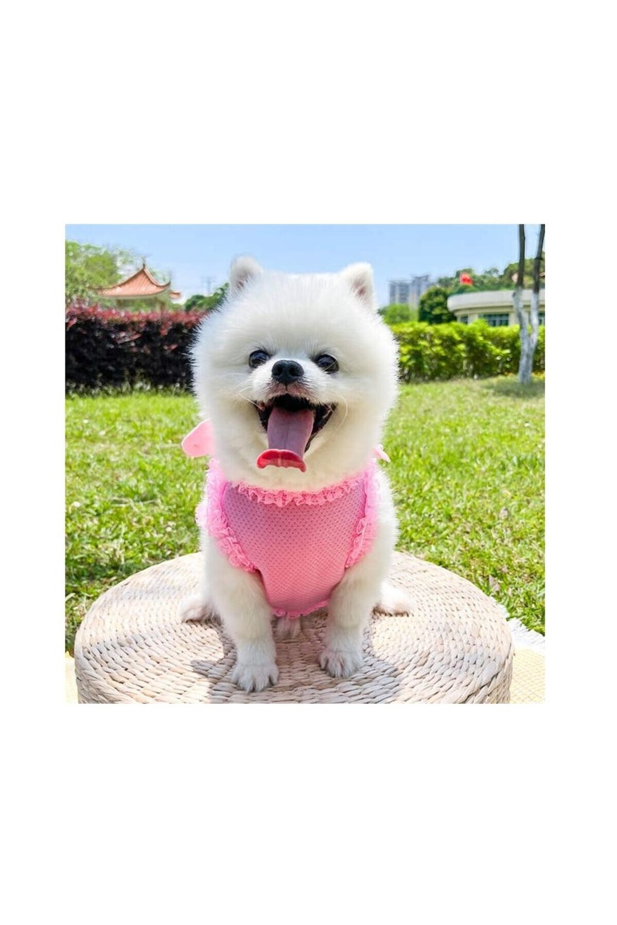 EDA LUXURY BEAUTY-2-Piece Custom Dog Cat Luxury Chest Collar & Travel Outfit Set Small Medium Breed Pink Pet Leash Set 4