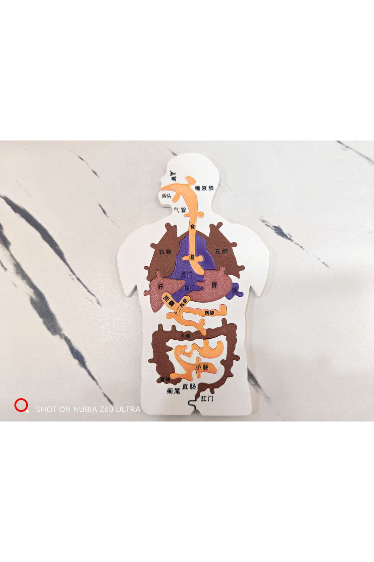 talaşoğlu İnsan Sindirim Sistemi Organ Model Bulma