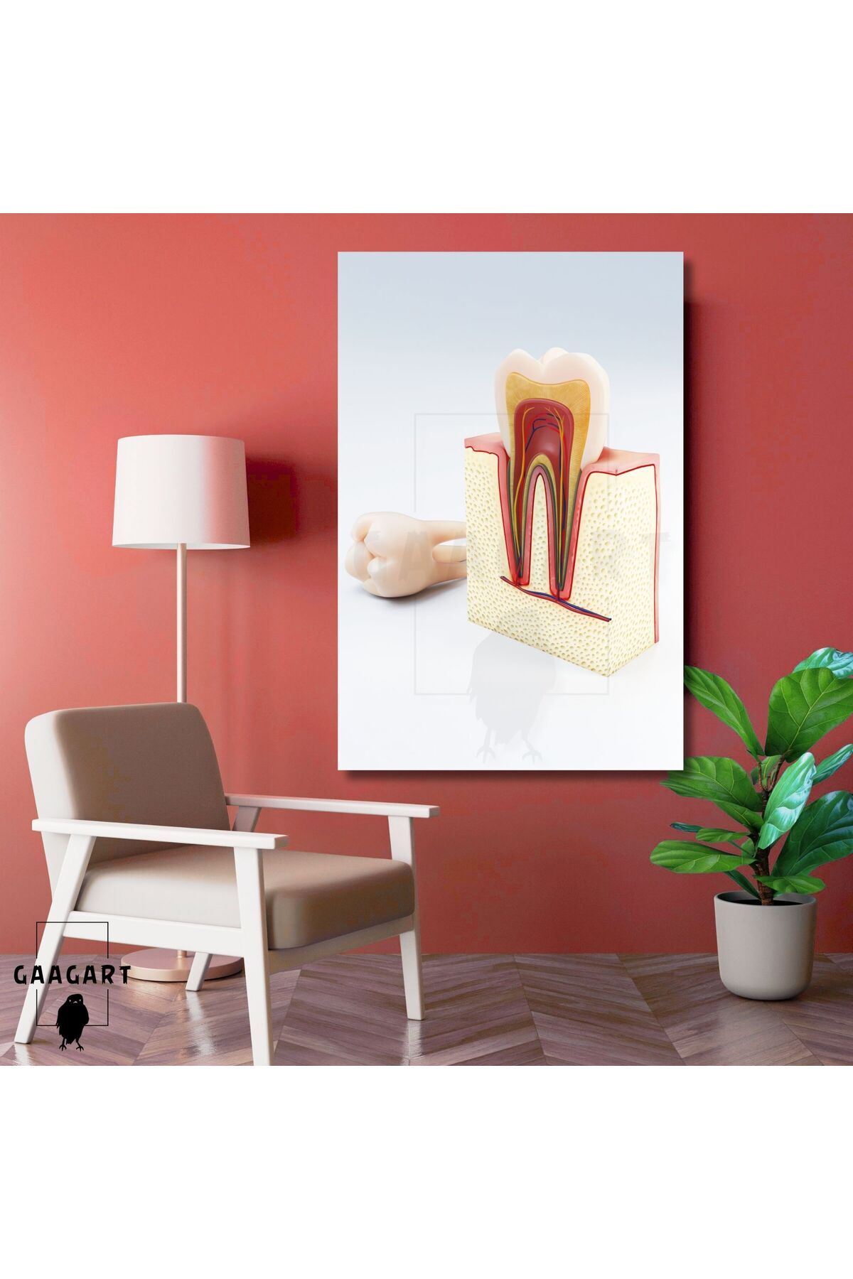 GAAGART Tekli Dikey Kanvas Diş Poliklinik Tablosu Diş Anatomisi