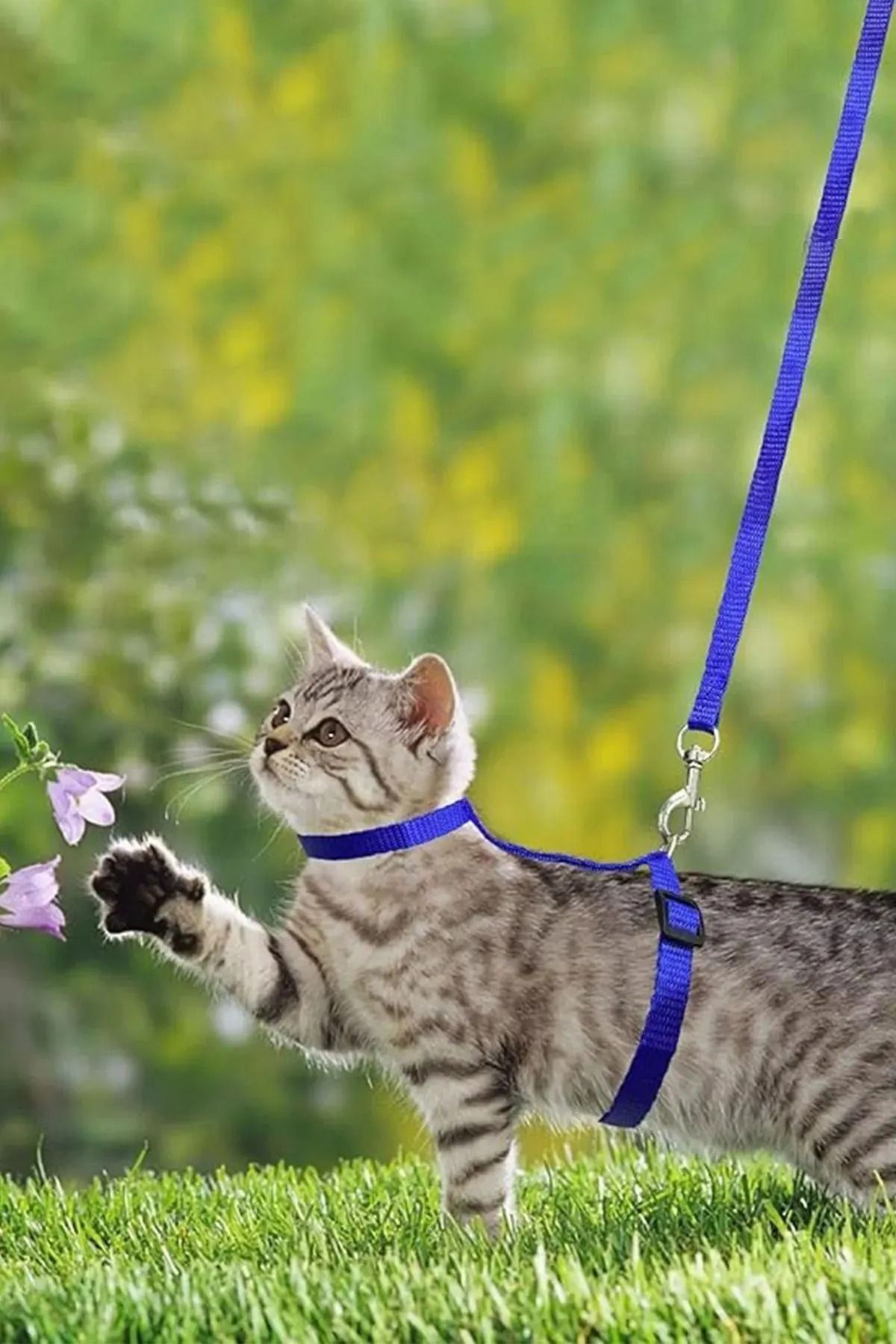 petürkiye Kedi Boyun ve Göğüs Tasması