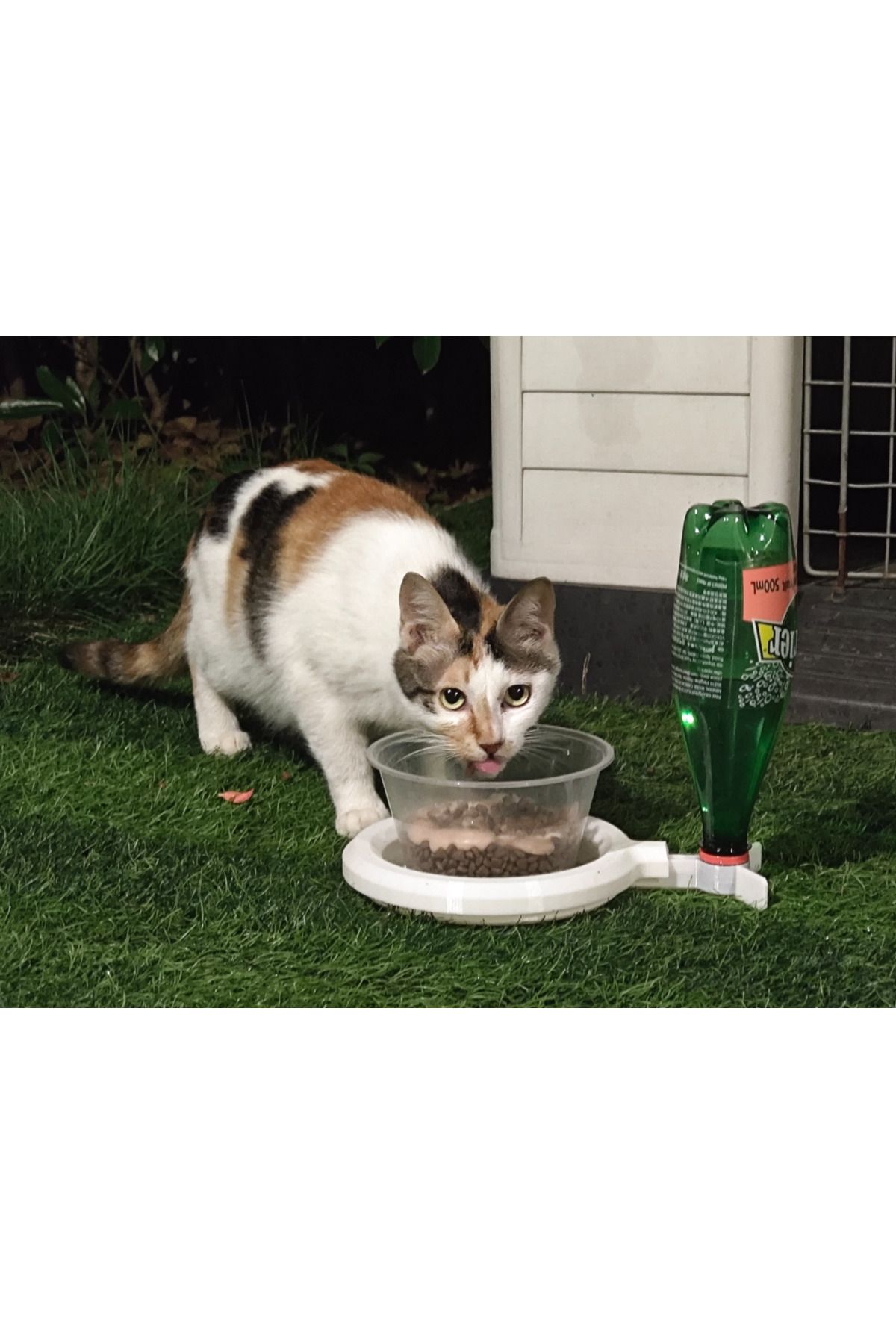 talaşoğlu Karıncaları önlemek için kedi maması, otomatik hidrasyon, uzun süreli bakım gerektirmez