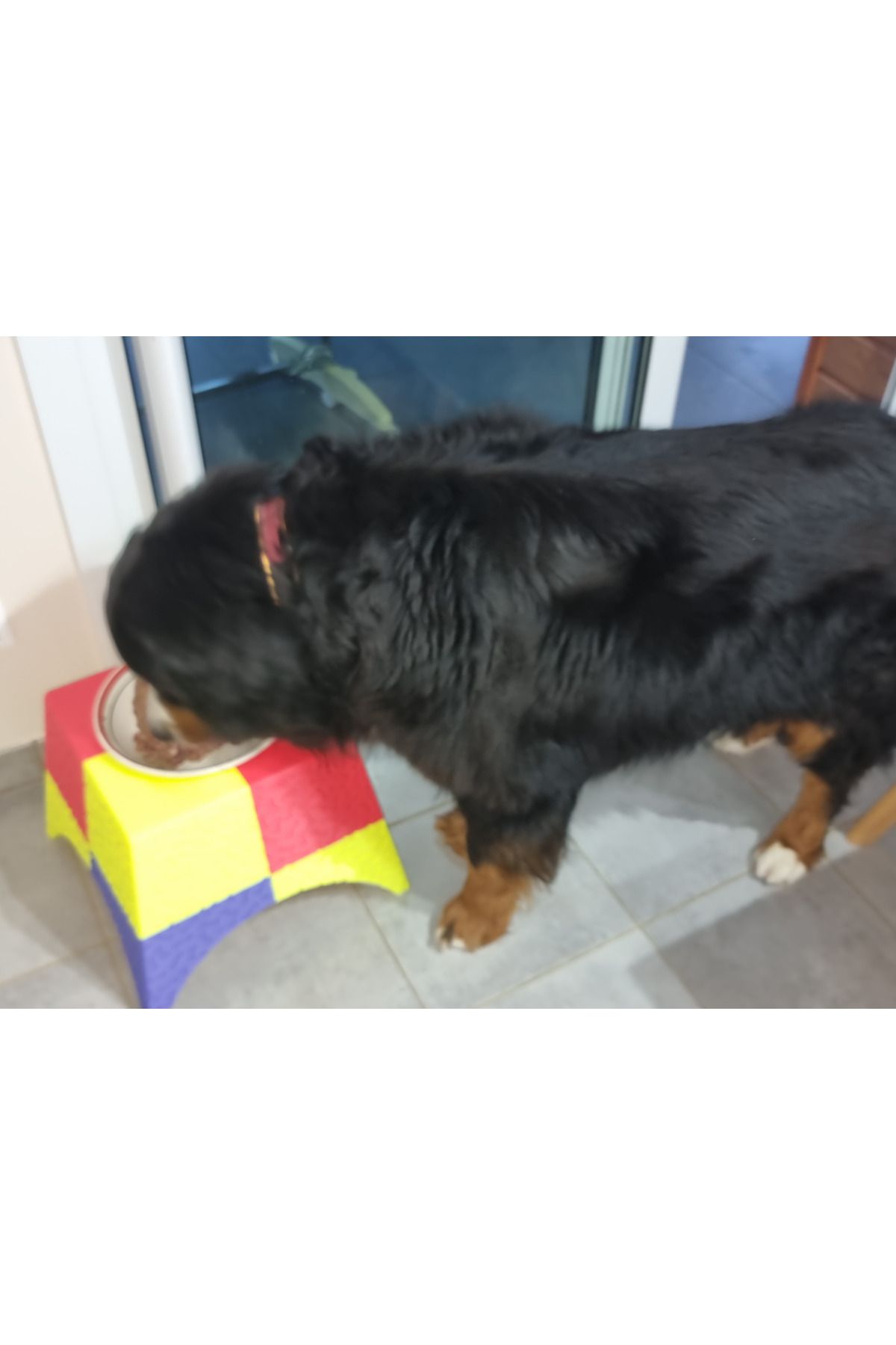 talaşoğlu Büyük Köpek Kasesi Tutucu