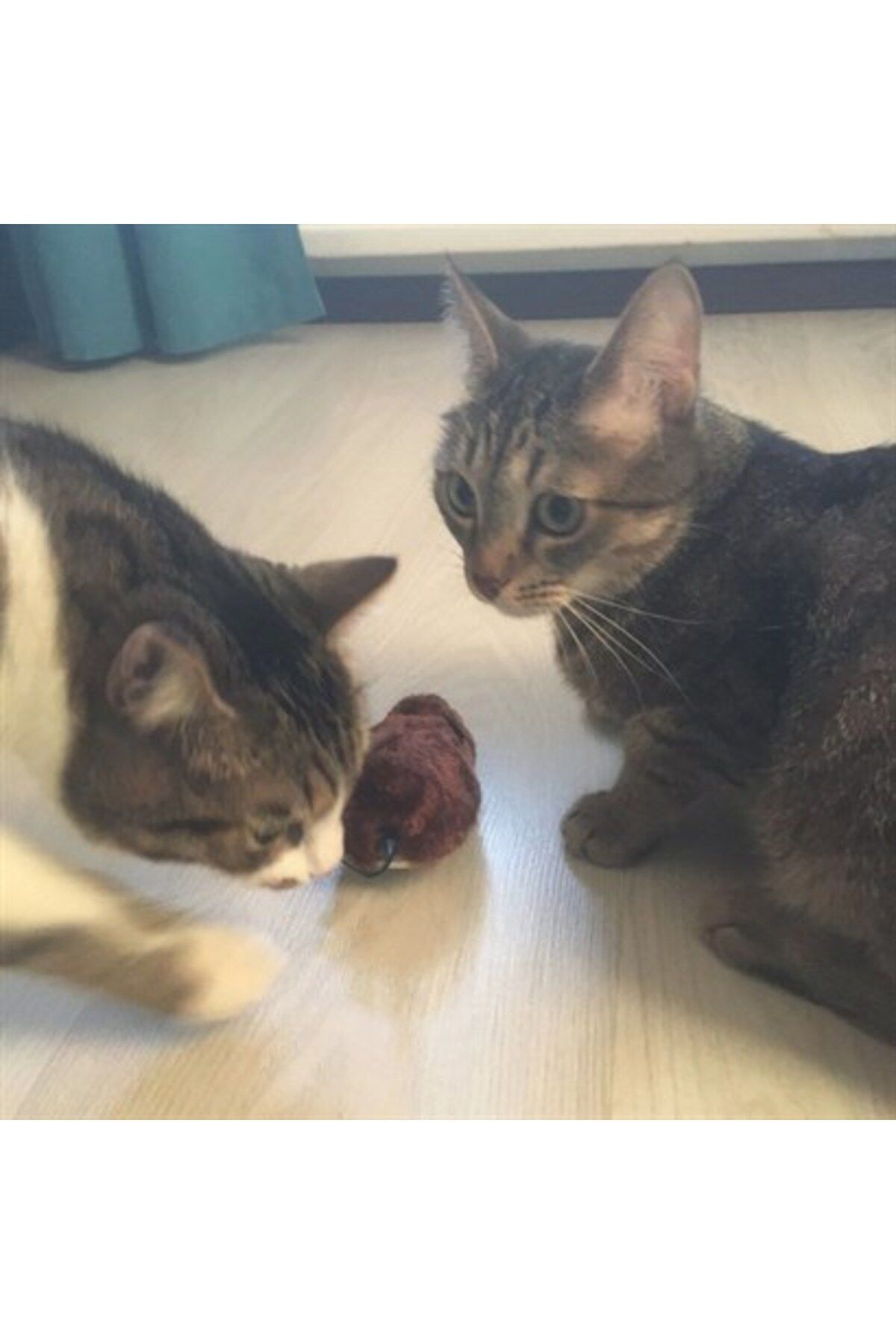 SANEC Kurmalı Kedi Eğitim Oyuncağı Tüylü Peluş Fare ile ilgili İnteraktif Sevimli Eğlenceli Oyuncak