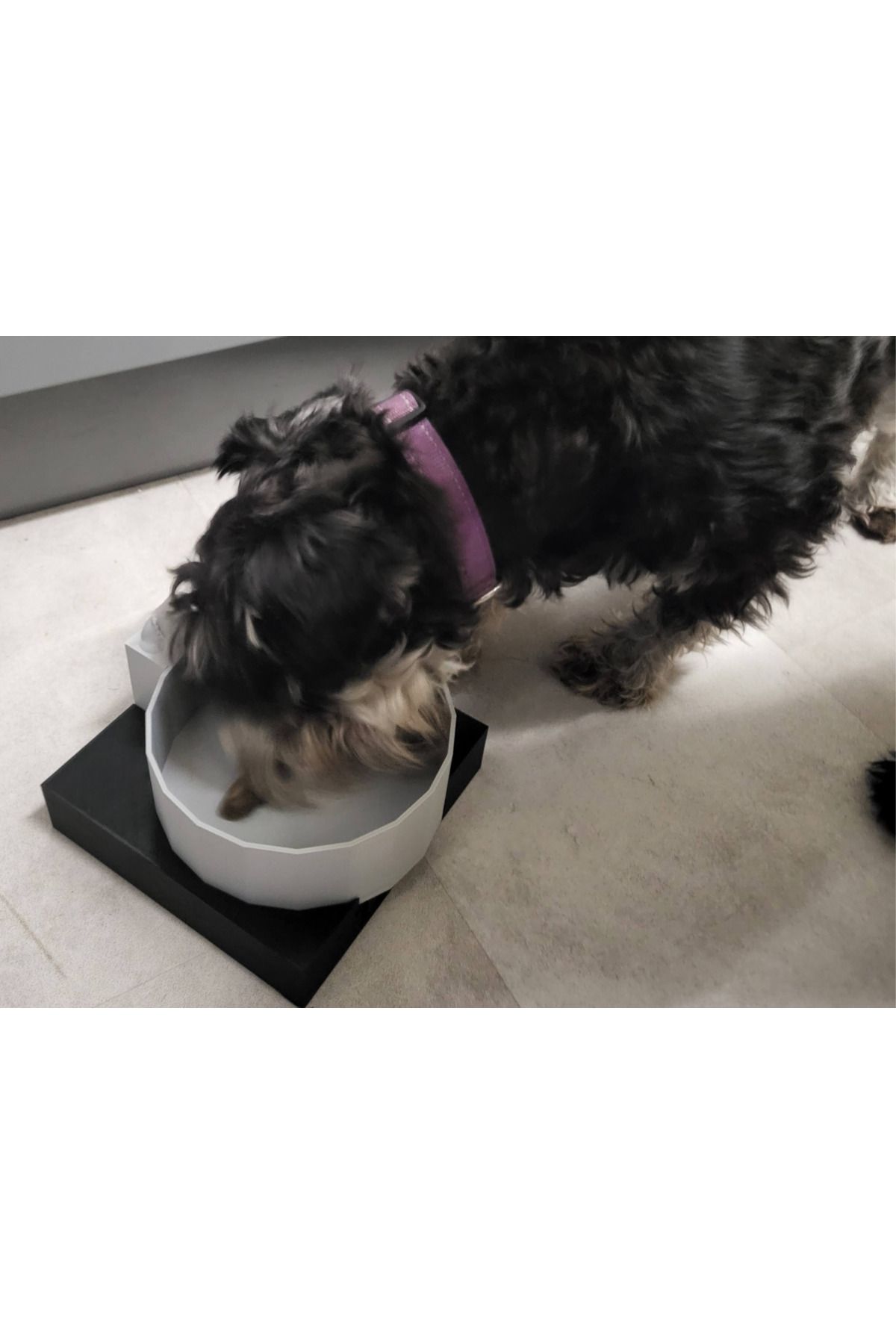 talaşoğlu Köpek kasesi