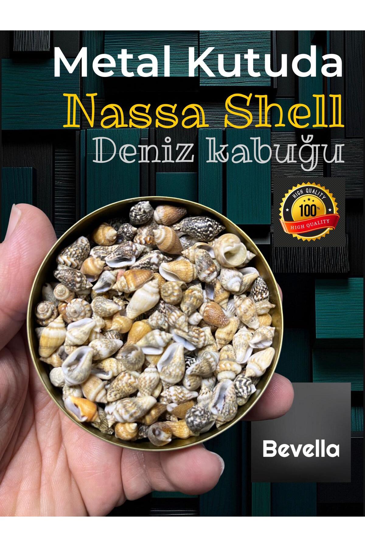 Bevella Şık Metal Kutuda Nassa Shell Minyatür Deniz Kabukları ( Ort ...