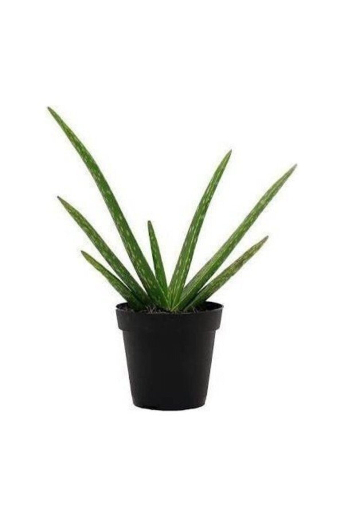 Aloevera Fidanı