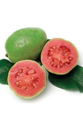 6 Yaş Pink Guava Fidanı, Saksıda RYNBHC0000081