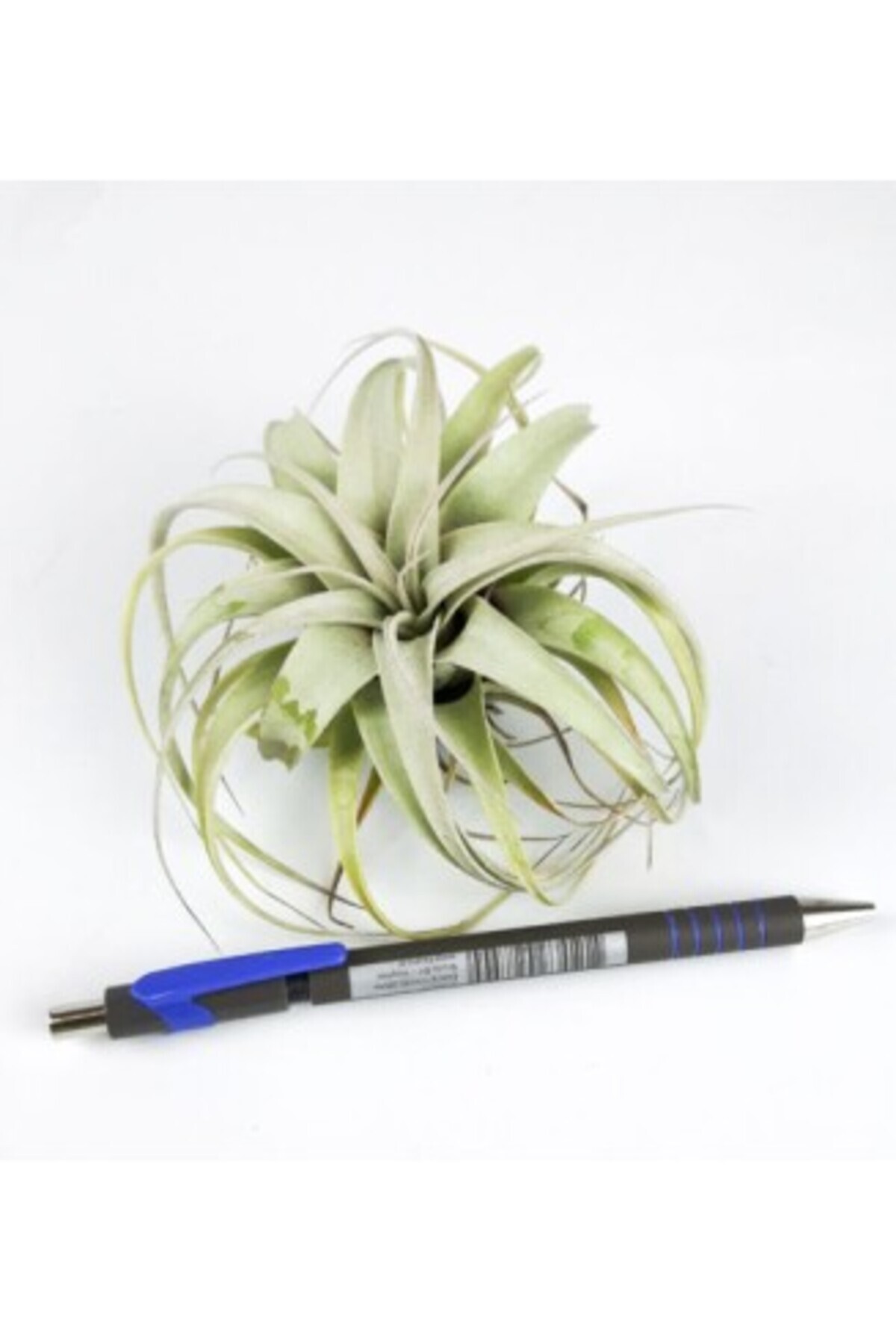 CORSA-Tillandsia Xerographica Bonsai - Large 2