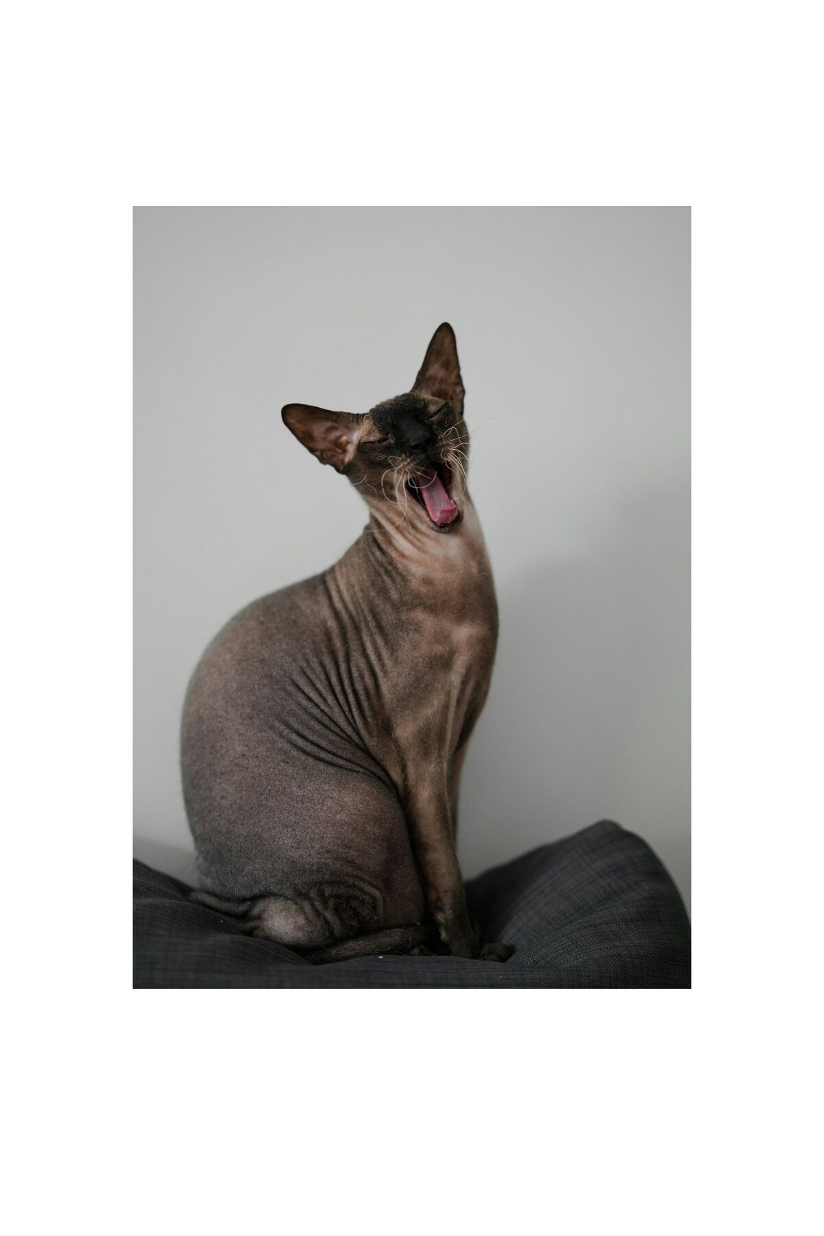 OEM-Canvas Painting, "Sleepy Cat in a Moment of Yawning", 100 x 150cm 4