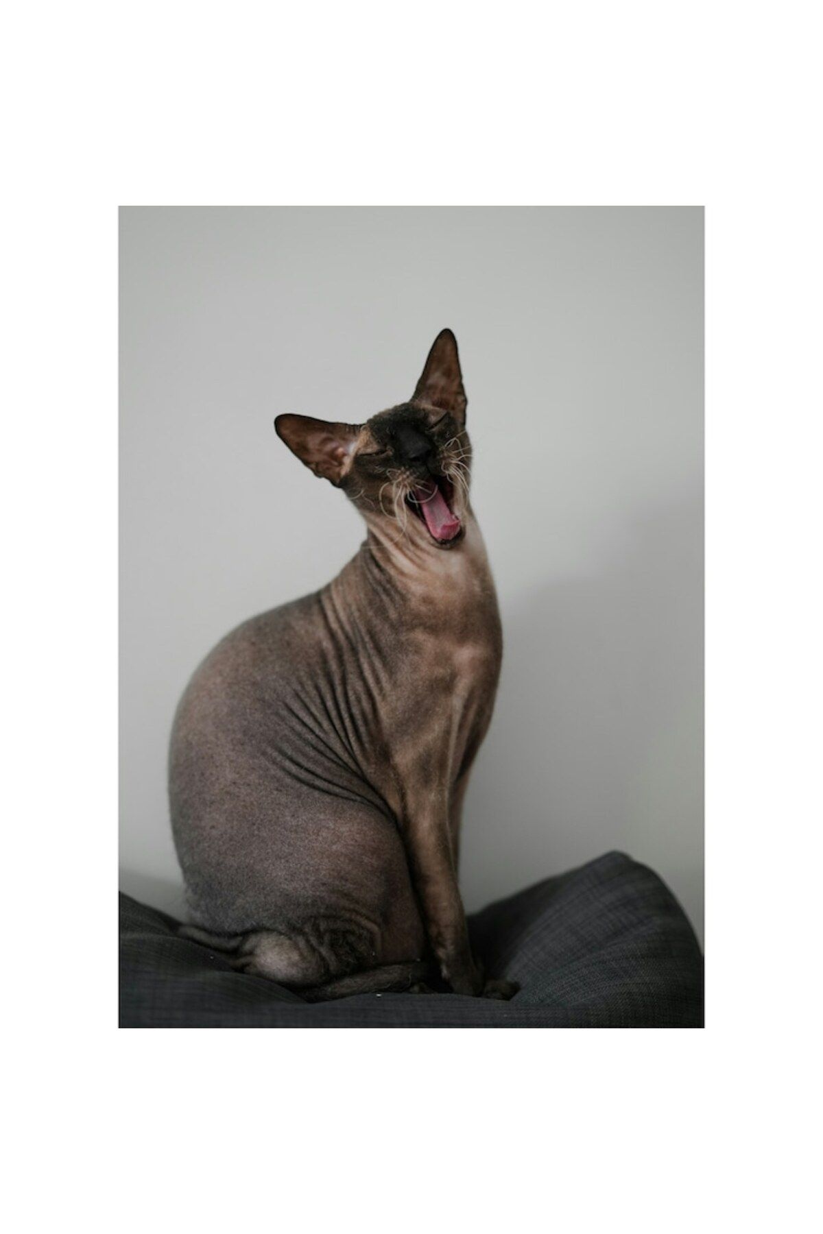 OEM-Canvas Painting, "Sleepy Cat in a Moment of Yawning", 100 x 150cm 3