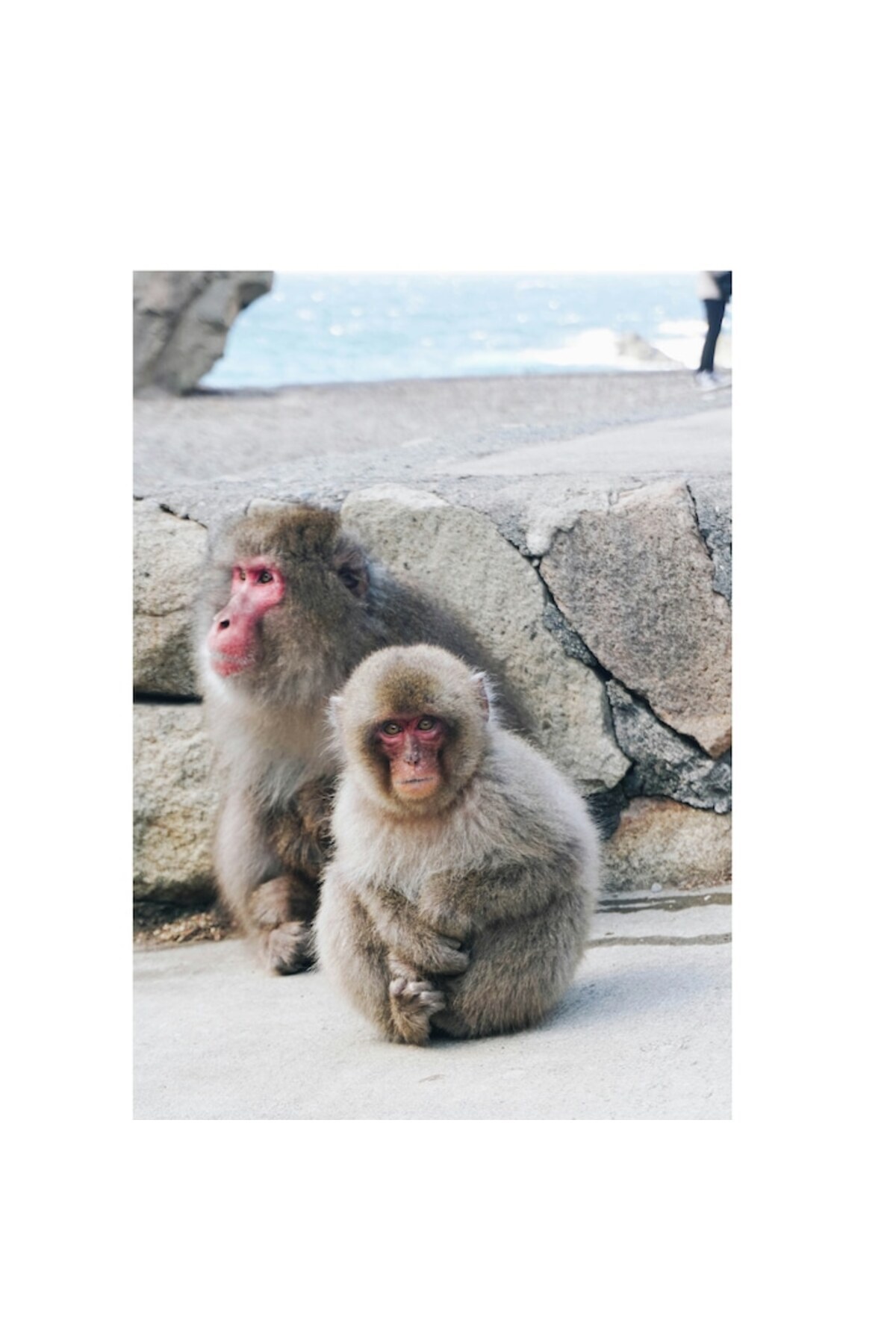 OEM-Canvas Painting, "Monkeys in the Silence of the Rocks", 100 x 100cm 2