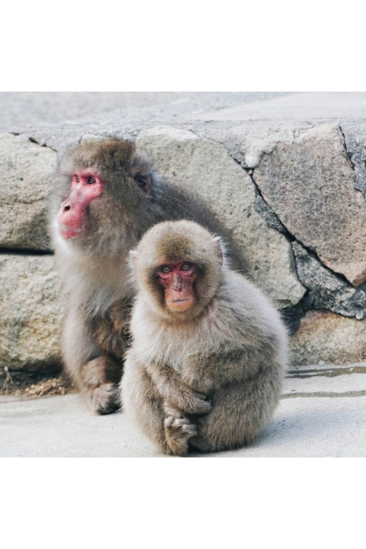 OEM-Canvas Painting, "Monkeys in the Silence of the Rocks", 100 x 100cm 3