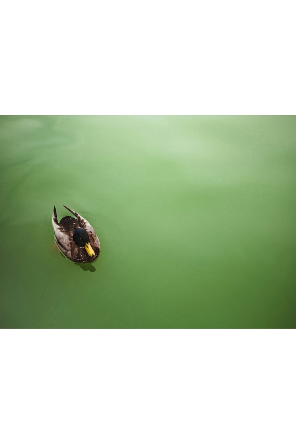 OEM-Canvas Painting, "Duck floating on the water mirror", 54 x 39cm 3