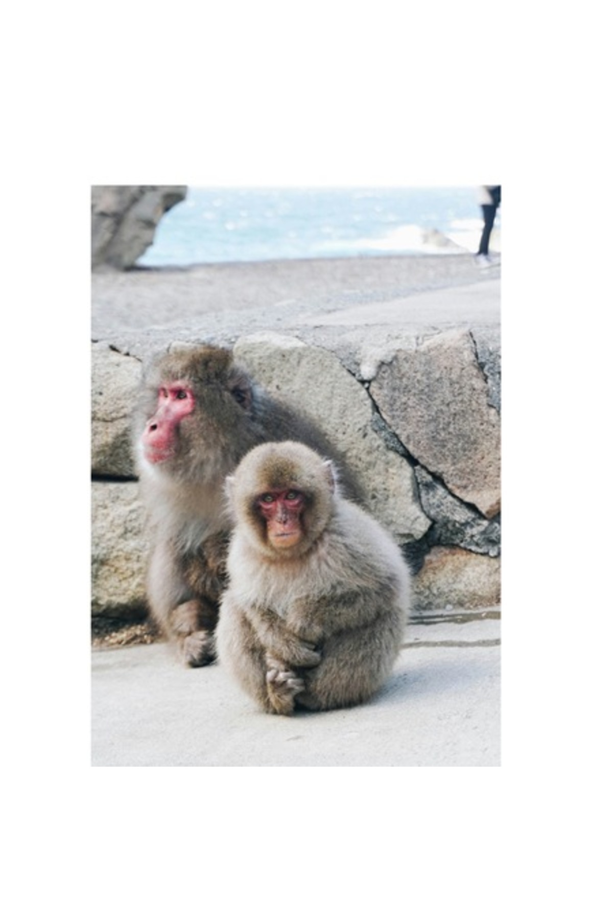 OEM-Canvas Painting, "Monkeys in the Silence of the Rocks", 100 x 100cm 1
