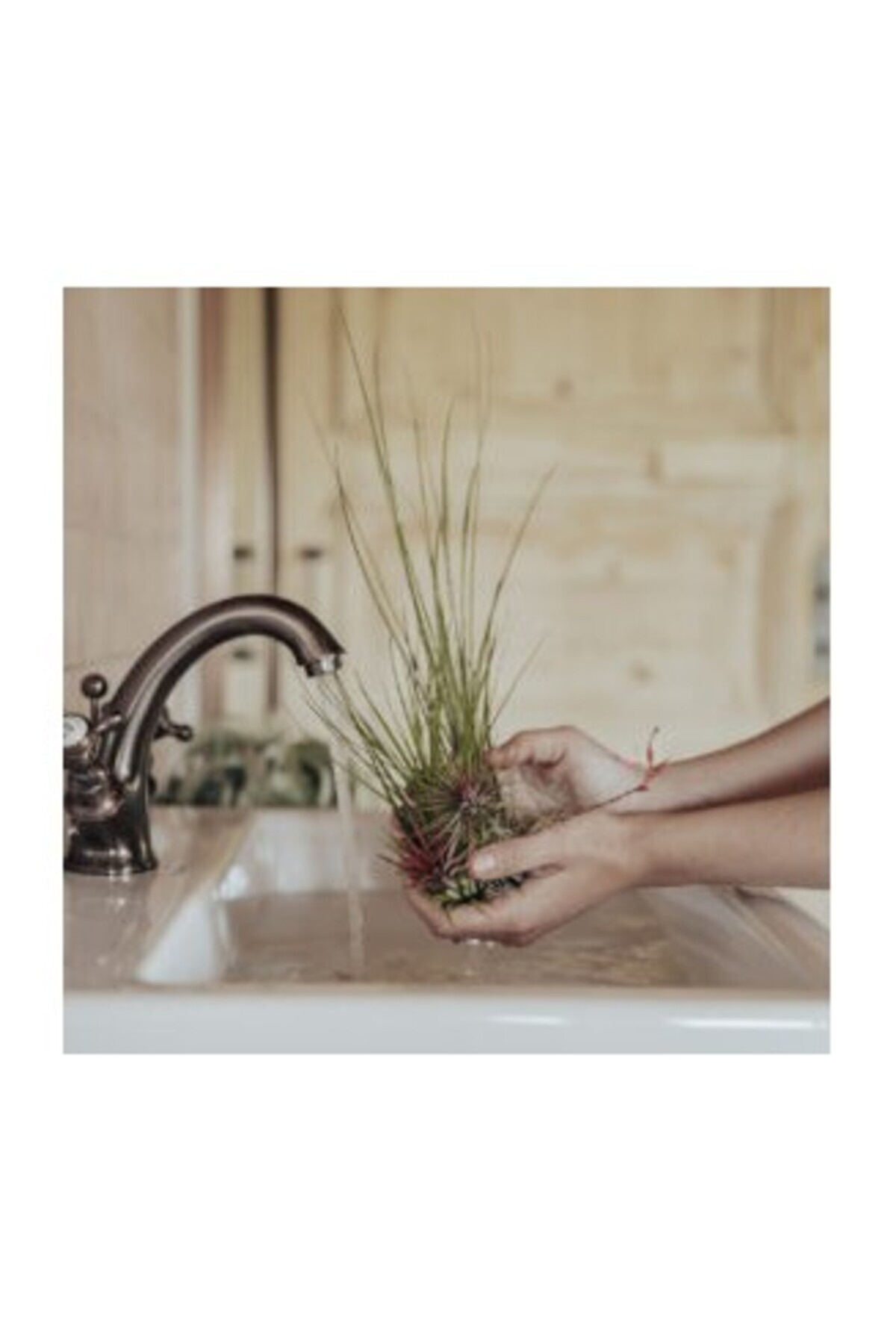 CORSA-Tillandsia Xerographica Bonsai - Large 4