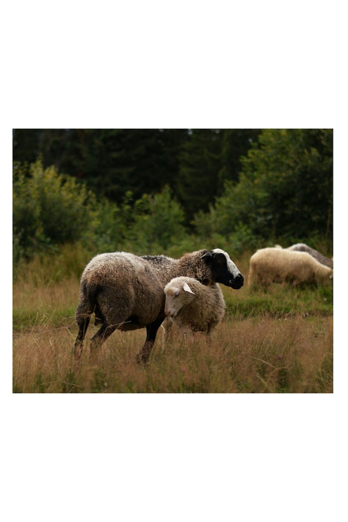 OEM-Canvas painting, "Lamb in the shadow of a sheep", 70 x 50cm 2
