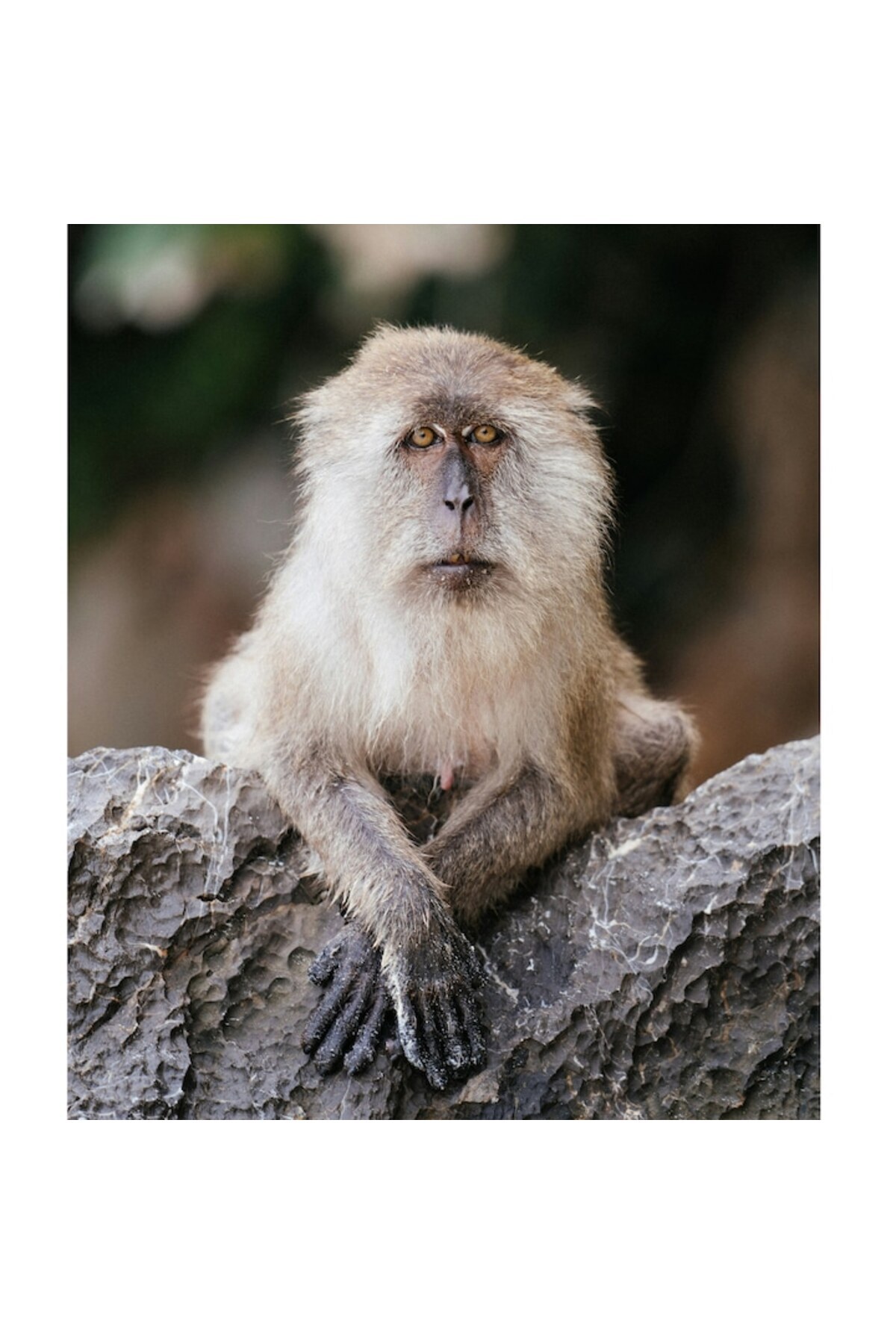 OEM-Canvas Painting, "Monkey Contemplating the World Around", 50 x 90cm 2