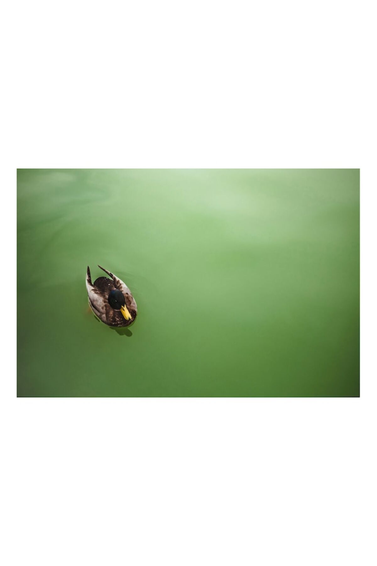 OEM-Canvas Painting, "Duck floating on the water mirror", 54 x 39cm 2