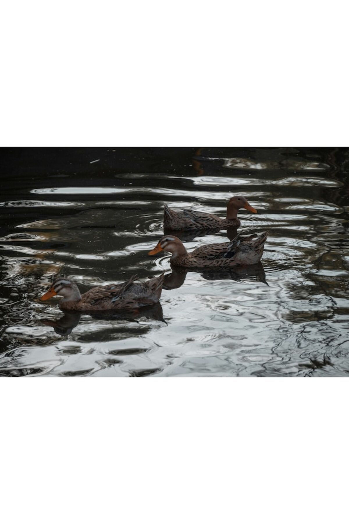 OEM-Canvas Painting, "Ducks Floating on the Lake at Dusk", 70 x 50cm 3