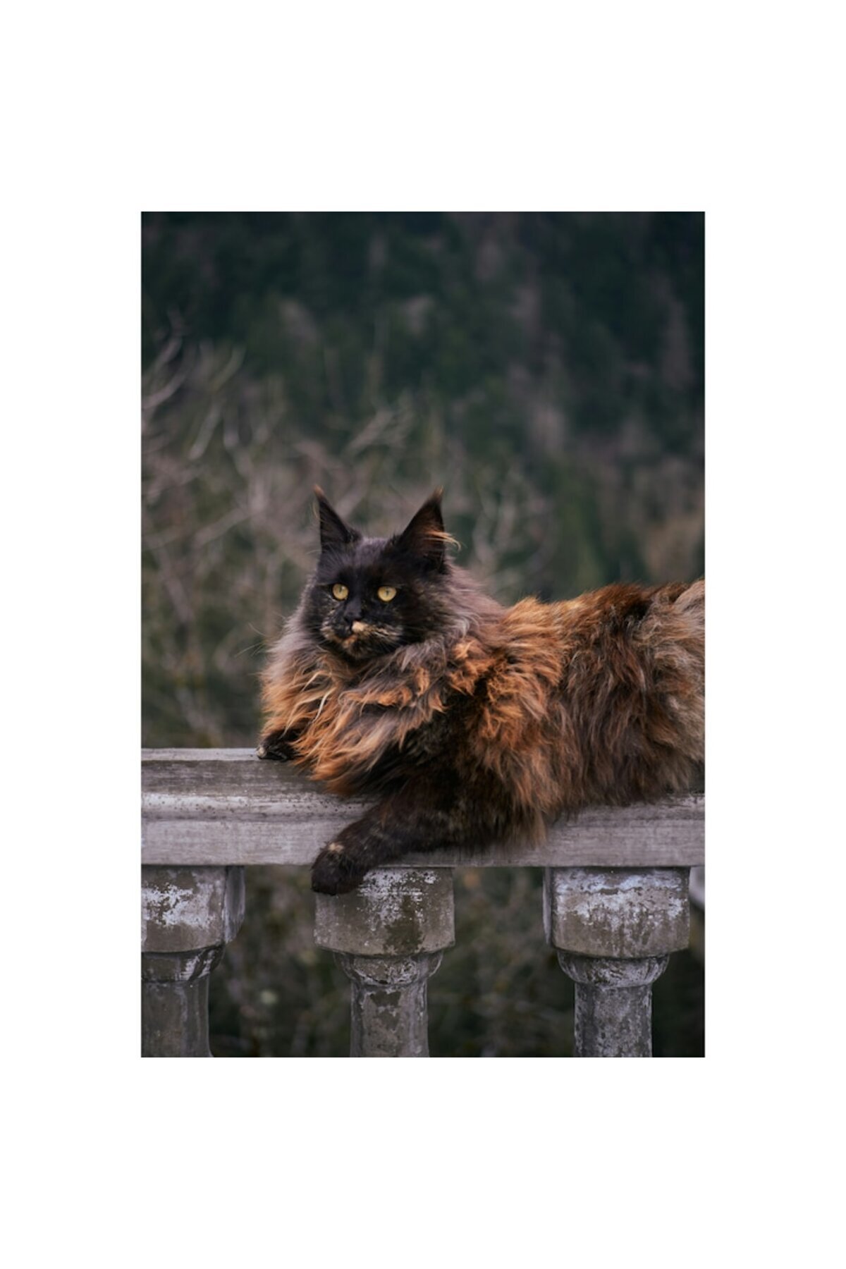 OEM-Canvas Painting, "Royal Cat on the Antique Railing", 26 x 39cm 3
