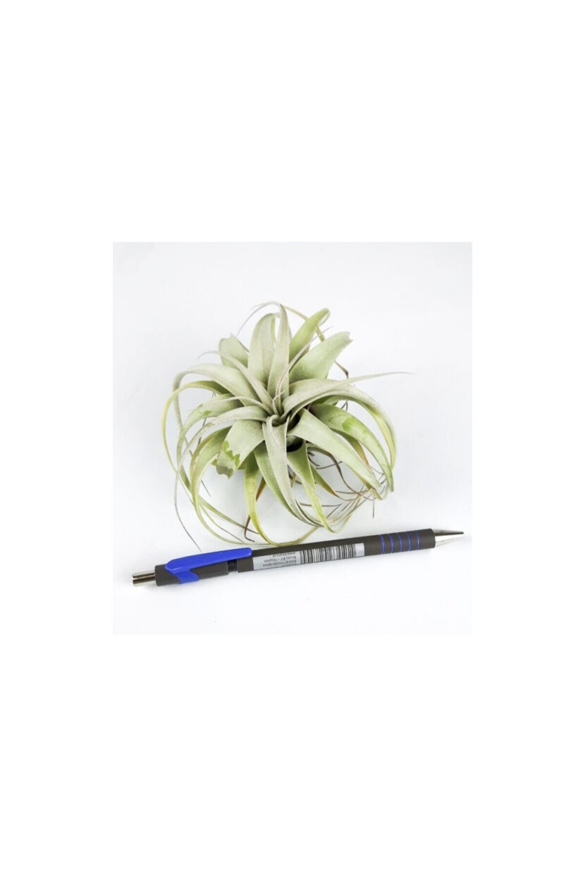CORSA-Tillandsia Xerographica Bonsai - Large 5