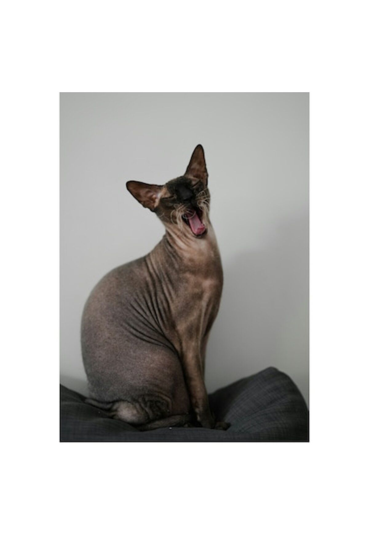 OEM-Canvas Painting, "Sleepy Cat in a Moment of Yawning", 100 x 150cm 1