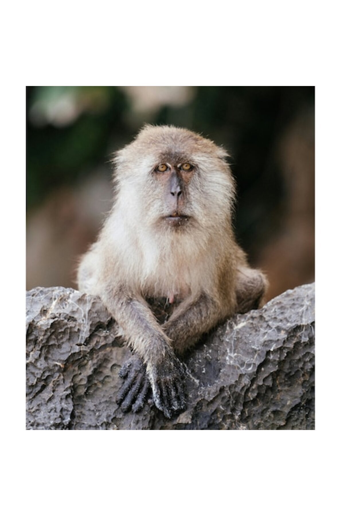 OEM-Canvas Painting, "Monkey Contemplating the World Around", 50 x 90cm 1