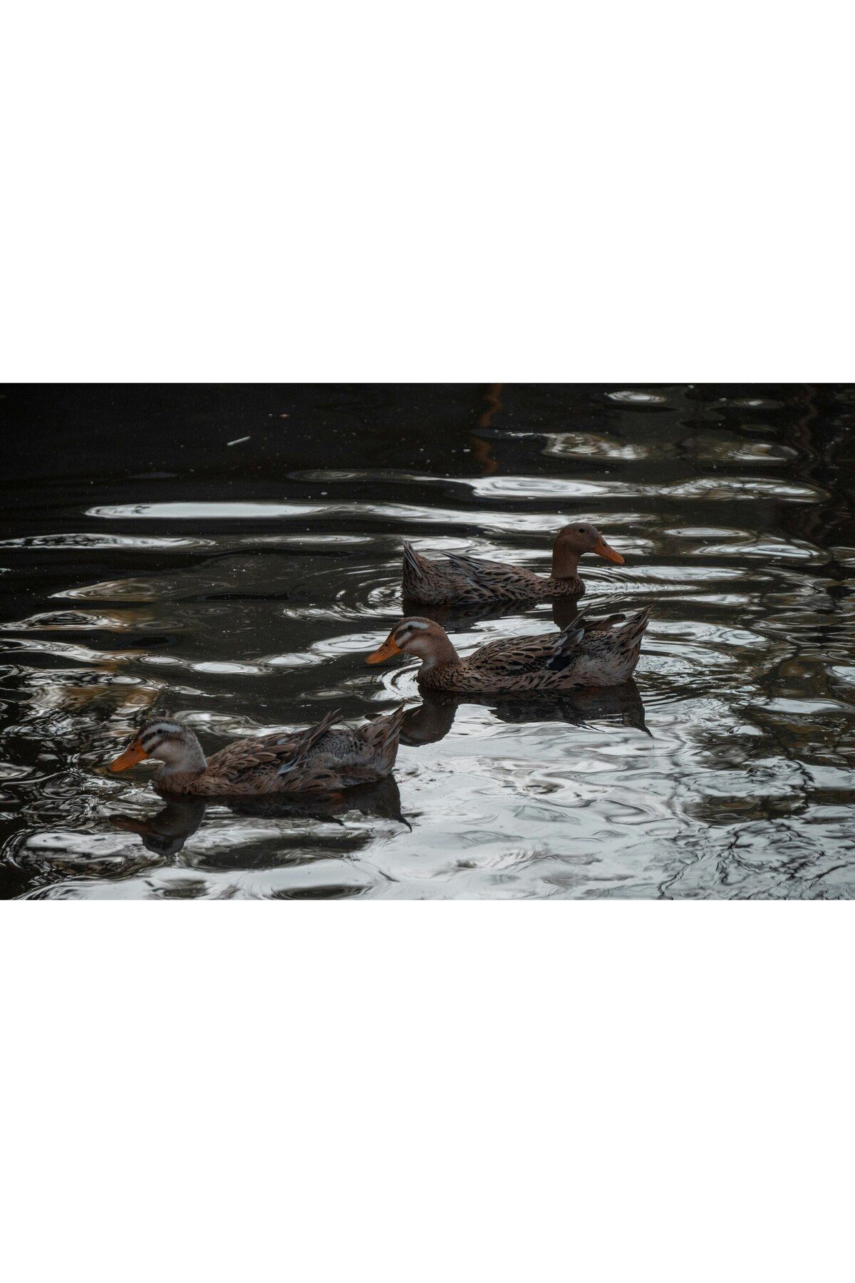 OEM-Canvas Painting, "Ducks Floating on the Lake at Dusk", 70 x 50cm 4