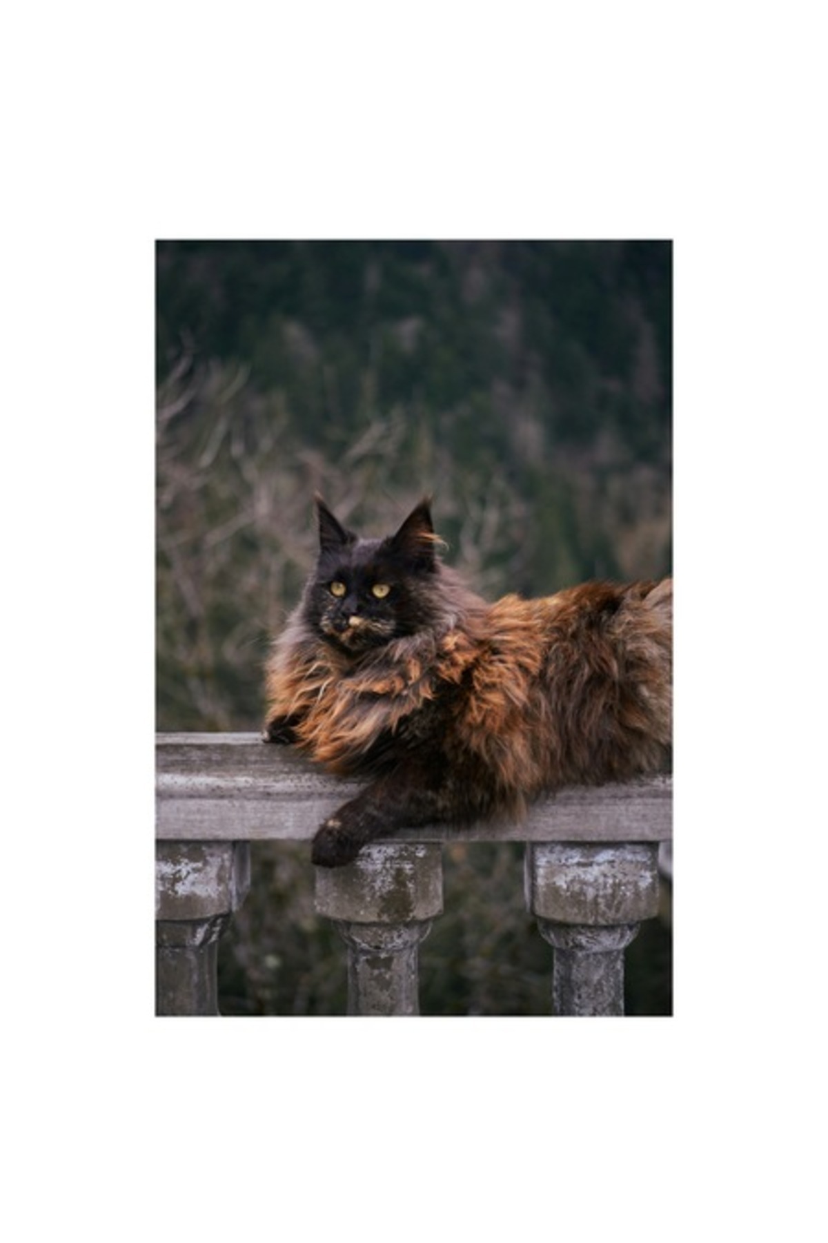 OEM-Canvas Painting, "Royal Cat on the Antique Railing", 26 x 39cm 1