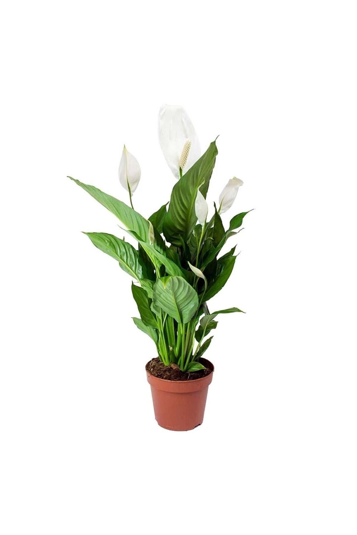 Spathiphyllum Chopin - Peace Flower 'spati' - Home Office Living Room Indoor Plant - 25 Cm
