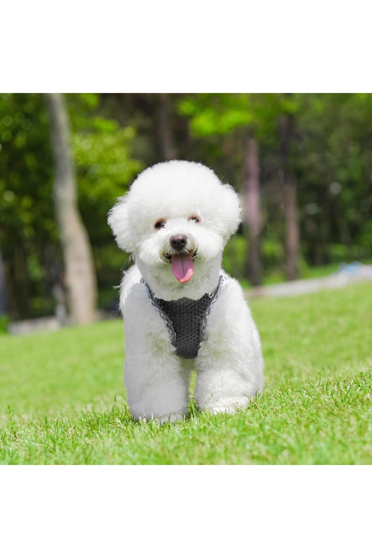 QuTek-Harness and leash set, with padded vest, made of breathable mesh, comfortable, for dogs and cats 2