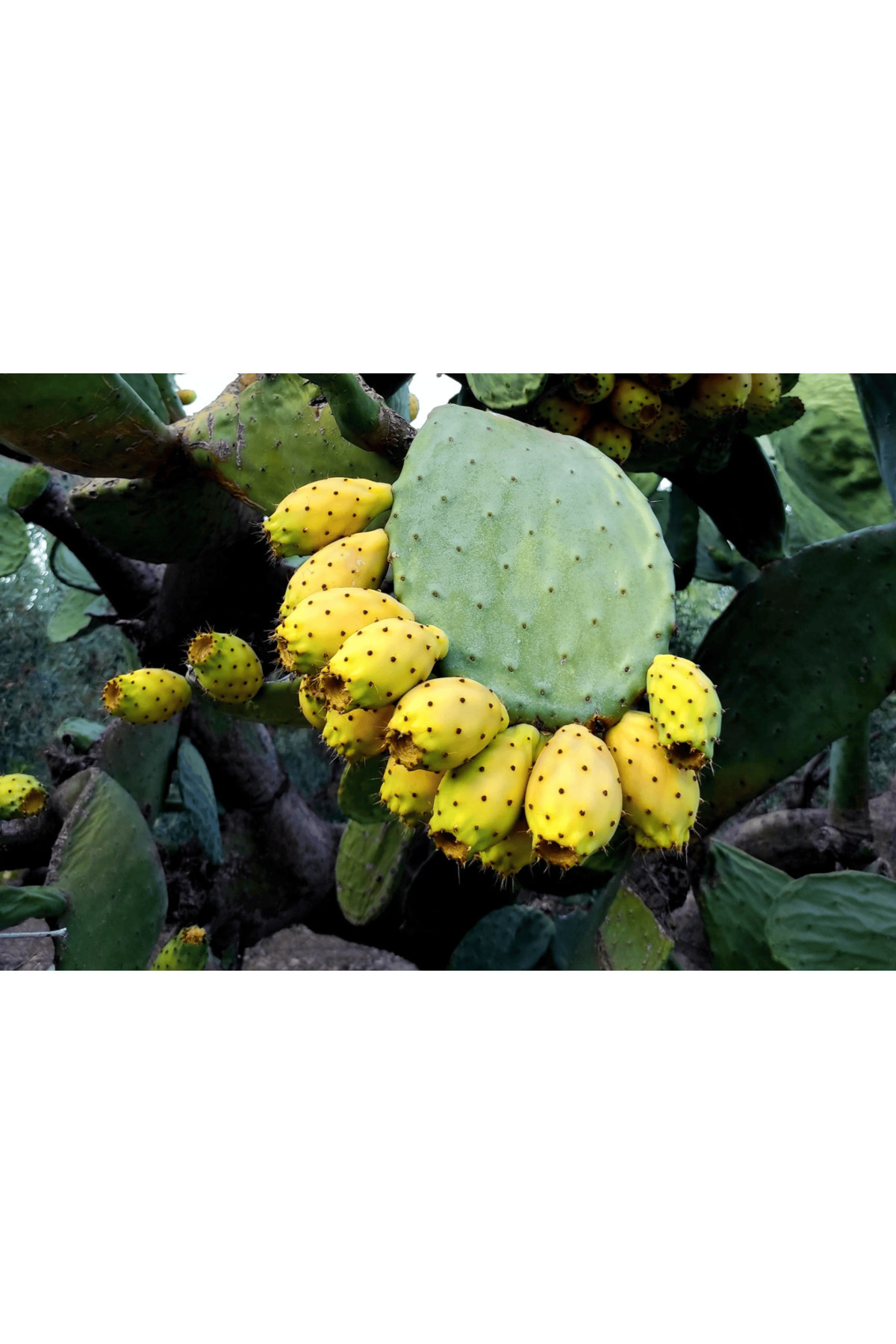 BONİVİAS-Bonivias Mooi Ficus Step 1 Supplement of Extract of the Blackcurrant 2