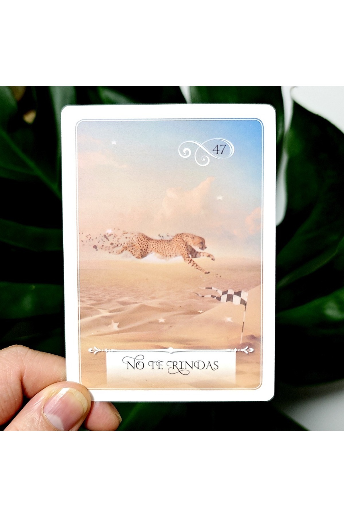Choice-Oracle of Wisdom To Make Decisions In Life 52 Divination Oracle Cards Spanish Edition 10.5*7.5cm 2