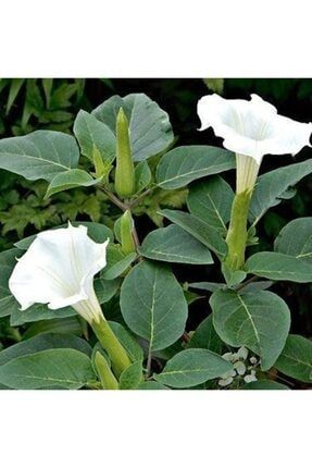 Gece Güzeli Datura Stramonium Beyaz Renk Çiçek Tohumu 1 Paket (15 Adet) RYNBHC0000314