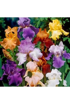 4 Adet Karışık Renk Iris (süsen) Çiçek Soğan ykyy