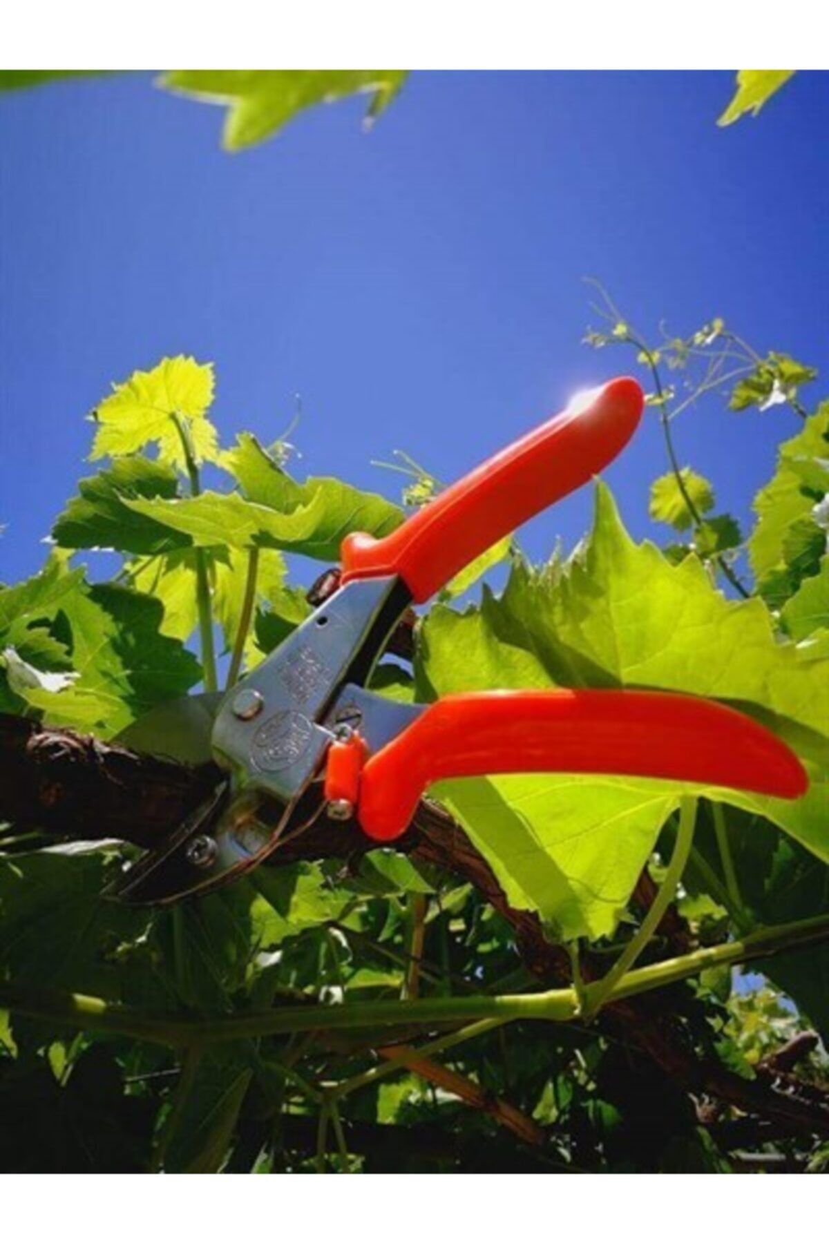 King Tiger-Original Pruning Shears A Quality 4