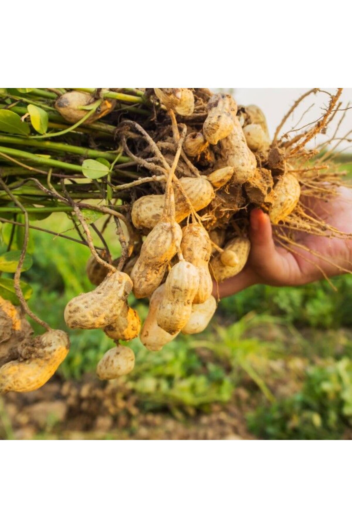 E-fidancim Yeni Sezon Yeni Hasat Çiğ Haşlamalık Taze Yer Fıstığı Taze Söküm (3 kg)