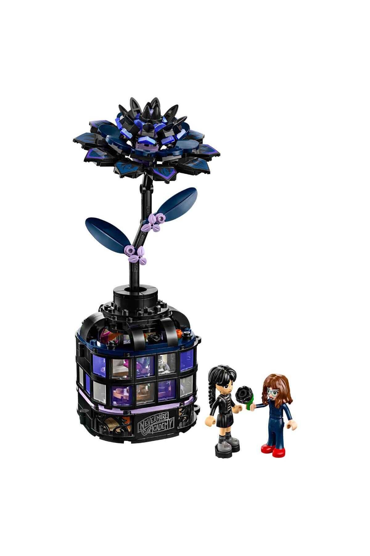 گل ستارهٔ سیاه چهارشنبه ۷۶۷۸۴ - گل کلکسیونی برای کودکان ۹ ساله و بالاتر