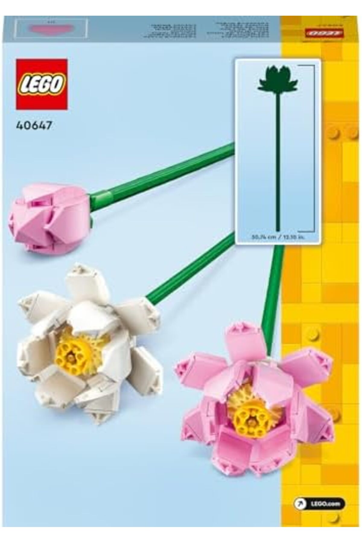 Jptrshop گیاهان دارویی گل نیلوفر آبی ۴۰۶۴۷ - گل تزئینی، کلکسیونی و قابل نمایش