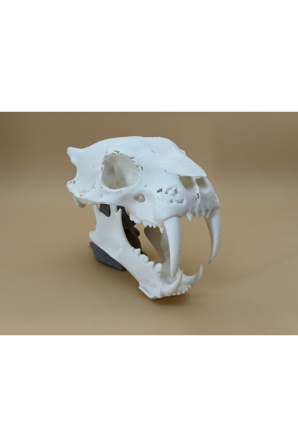 Saber-toothed Tiger Skull – Prehistorik Fosil Figürü 13 CM