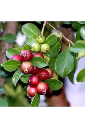 4 Yaş Tropikal Çilek Guava (strawberry Guava) Fidanı RYNBHC0000191