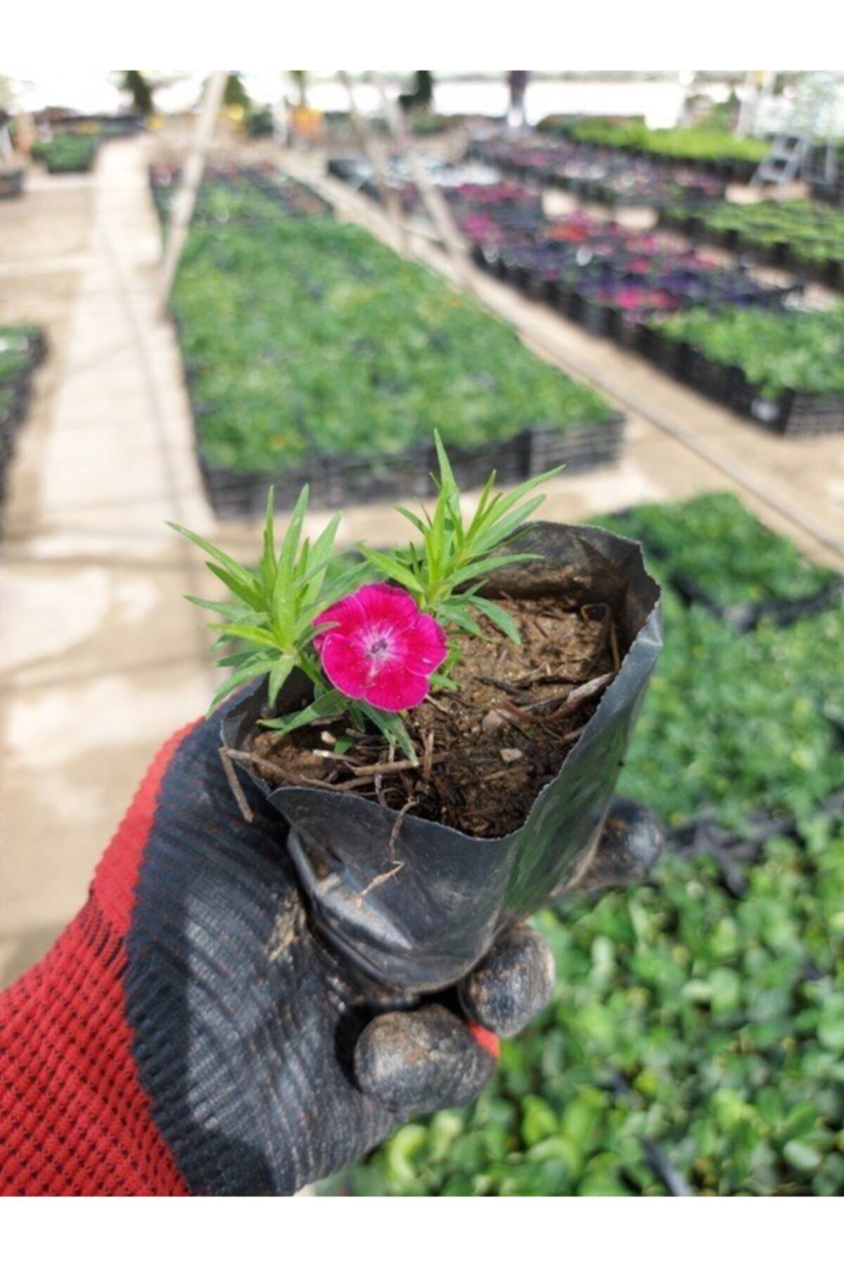 Tüplü( Koyu Pembe Mine Çiçeği( 7 Lik Tüplerde) 2