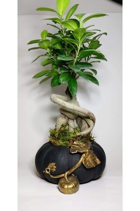 Canlı Ficus Bonsai Kabak Model Saksıda 30 Cm OLKBN