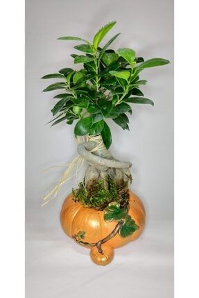 Canlı Ficus Bonsai Kabak Model Saksıda 30 Cm sxdccc