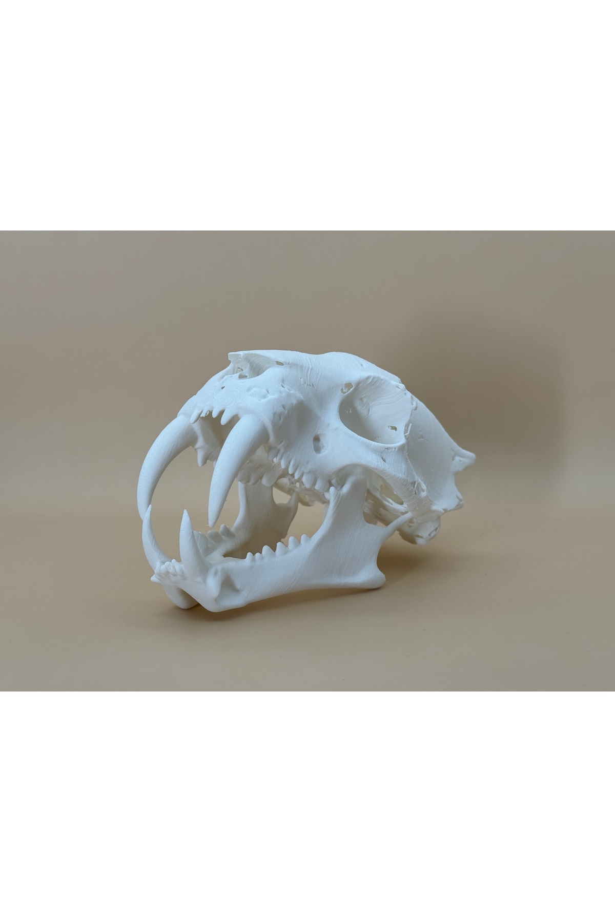 Crâne de Tigre à Dents de Sabre – Figurine Fossile Préhistorique 13 CM